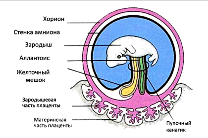 Рис. 3. Эмбрион человека с зародышевыми оболочками