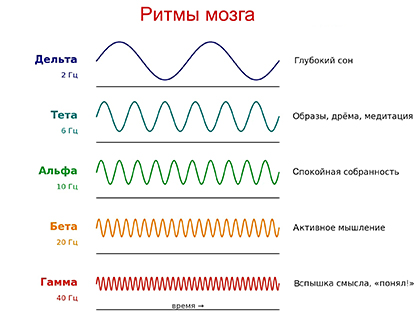 Ритмы мозга Ритмы мозга