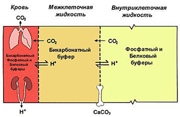 Буферные системы организма