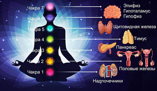 Чакры и эндокринная система человека