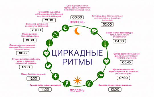 Циркадные ритмы
