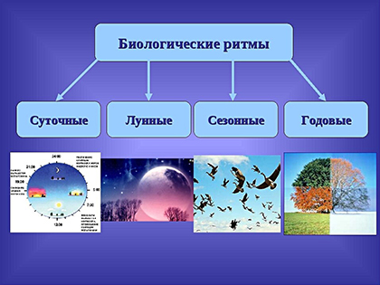 Классификация биологических ритмов
