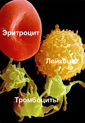 Клетки крови. Тромбоциты