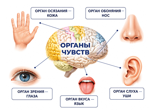 Органы чувств человека
