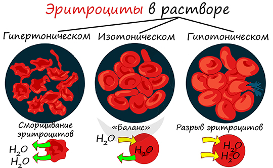 Эритроциты в растворе