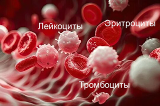Эритроциты, лейкоциты и тромбоциты. Сканирующая электронная микроскопия.