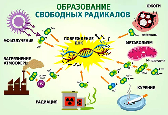 Среда обитания человека и агрессия свободных радикалов