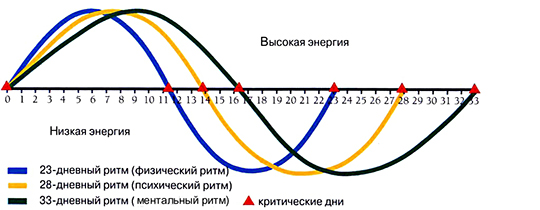 Биоритмы человека