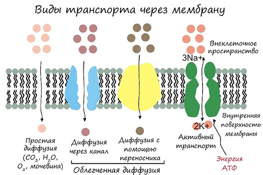 Слева – пассивный транспорт (диффузия), справа – активный транспорт - К+ / Na+ насос.